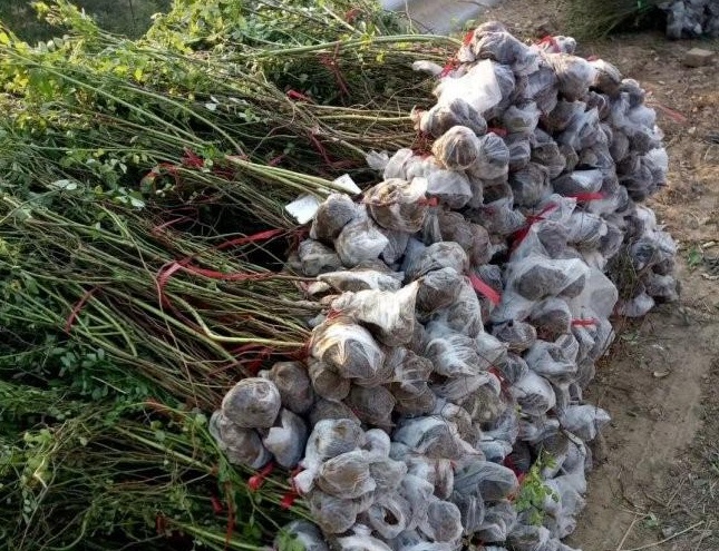 1628917371270252.jpg 1628917363(1).jpg