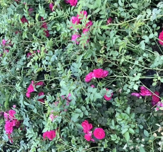 1628918039340550.jpg 1628918032(1).jpg