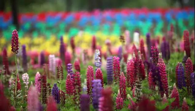 魯冰花的種植方法，魯冰花的實用價值