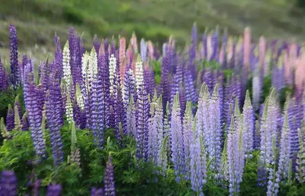魯冰花的種植方法，魯冰花的實用價值