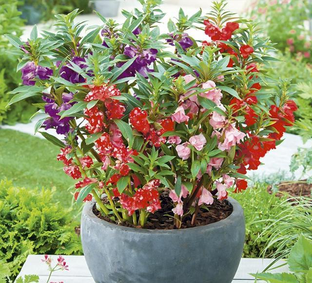 鳳仙花又叫指甲花，應(yīng)該如何播種