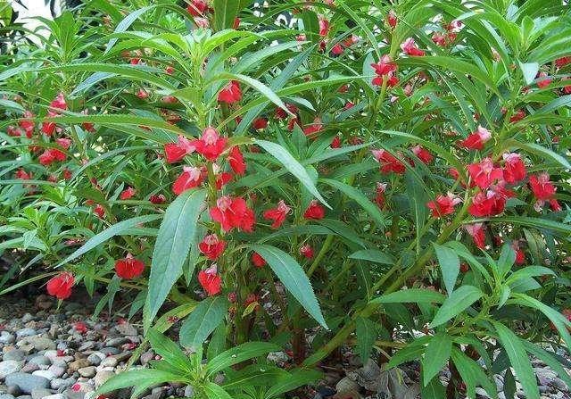 鳳仙花又叫指甲花，應(yīng)該如何播種