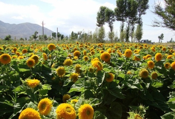 1628919047865511.jpg 1628919041(1).jpg