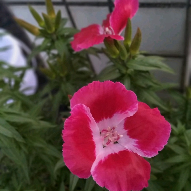 古代稀的生長習(xí)性形態(tài)及用途