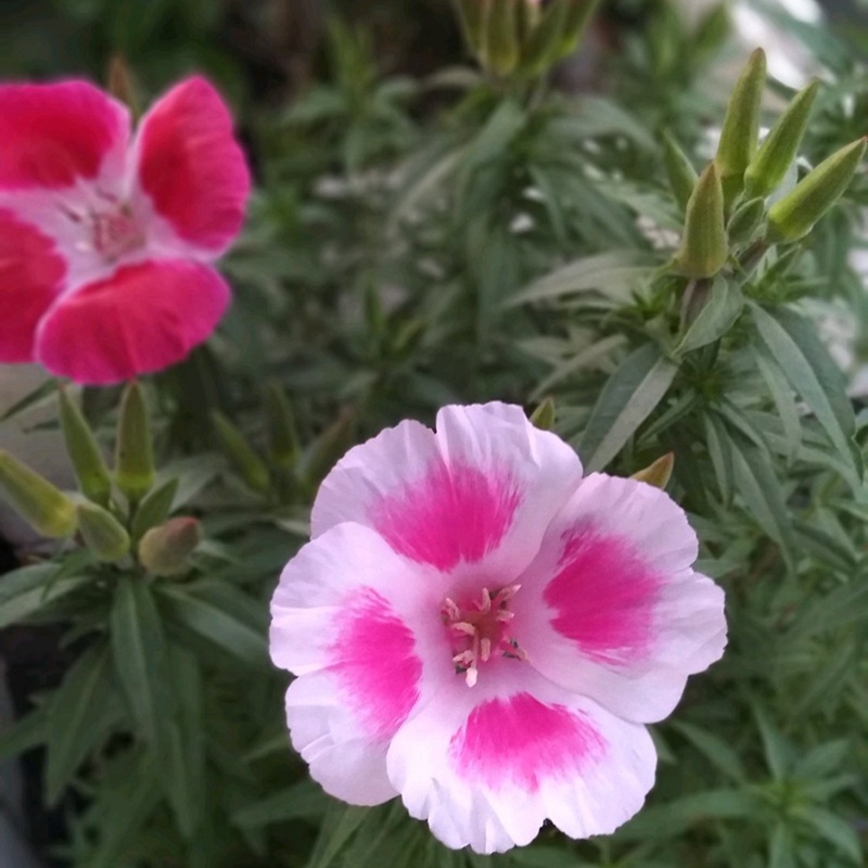 古代稀的生長習(xí)性形態(tài)及用途