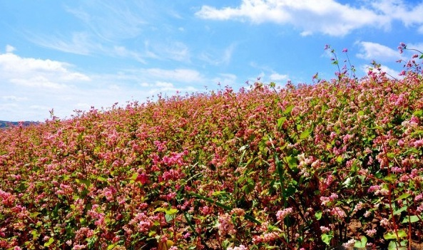 1628919273294687.jpg 1628919265(1).jpg