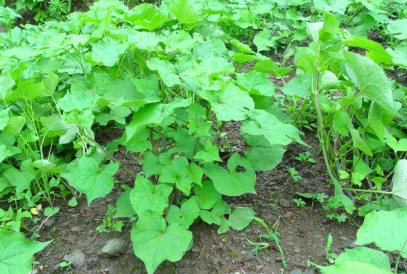 1628919284630288.jpg 1628919278(1).jpg