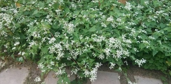 1628919300590486.jpg 1628919292(1).jpg