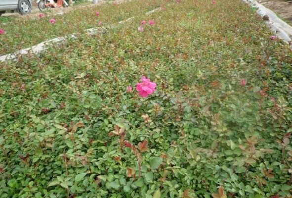 1628919618330840.jpg 1628919611(1).jpg