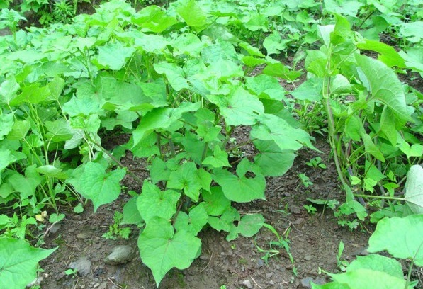 1628921311452129.jpg 1628921305(1).jpg