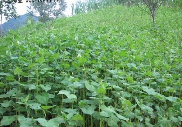 1628921343593886.jpg 1628921328(1).jpg