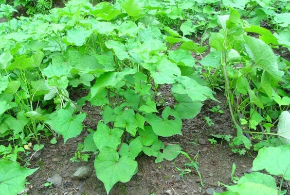 1628921356785093.jpg 1628921349(1).jpg