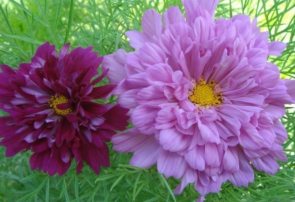 1628921764305665.jpg 1628921758(1).jpg