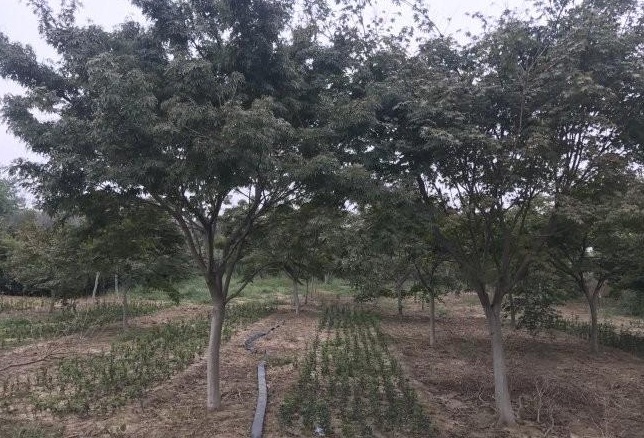 1628921841173240.jpg 1628921836(1).jpg