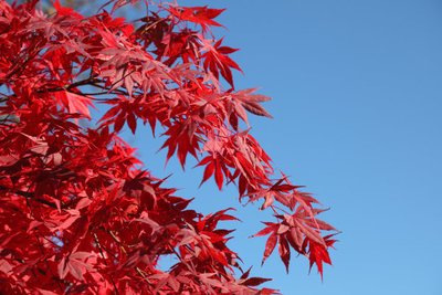 1628938510515658.jpg 1628938510515658.jpg