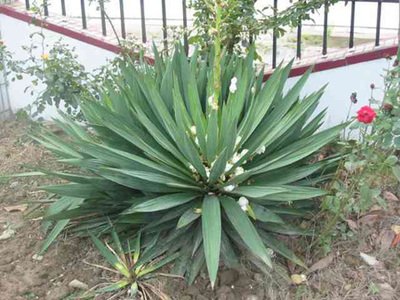 1628938774735797.jpg 1628938774735797.jpg