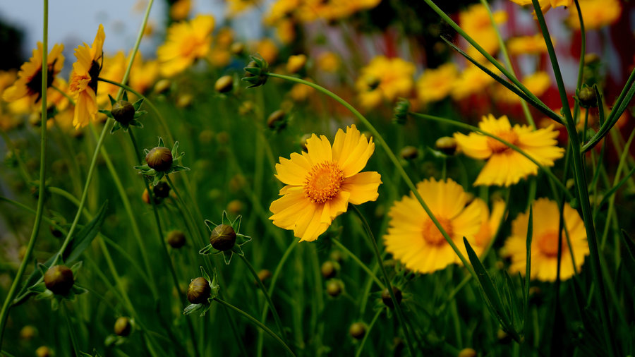 1628938947254786.jpg 1628938947254786.jpg