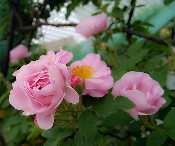 1628939212722223.jpeg 611d48f683f690725432ac38cec61933_6-16110510242V34.jpeg