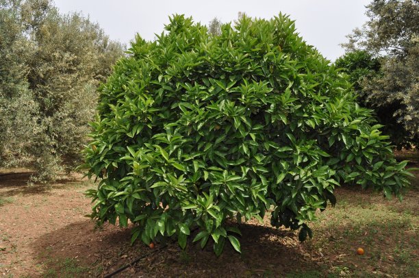 1628939343752900.jpg 1628939343752900.jpg