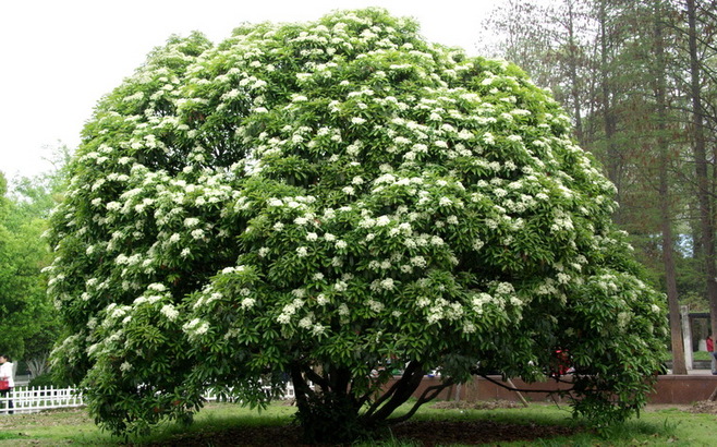 1628939515467034.jpg 1628939515467034.jpg