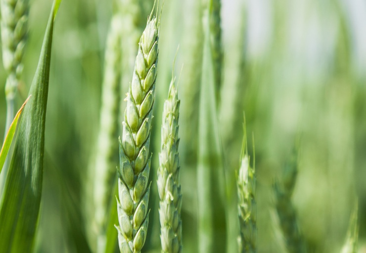 1628956439886336.jpg 大麥1.jpg