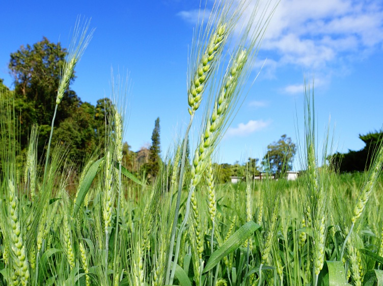 1628956493984844.jpg 大麥3.jpg