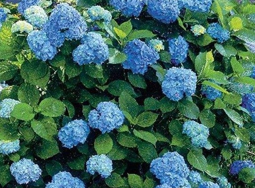 1628985514891001.jpg image.jpg