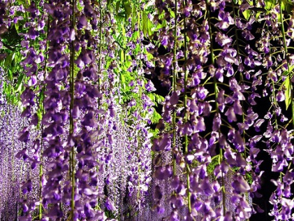 1628985934626981.jpg image.jpg