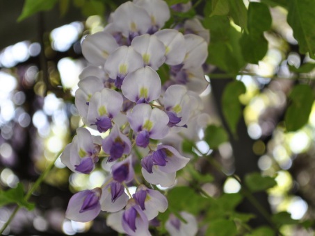 1628985944849458.jpg image.jpg