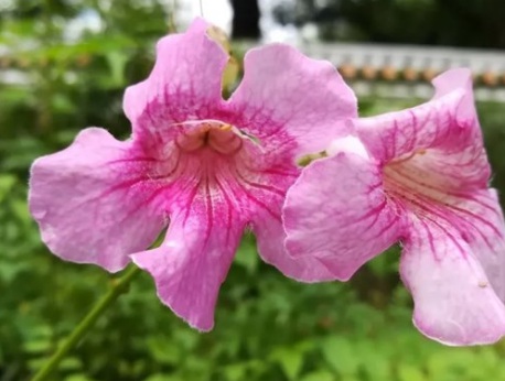 1628986337214881.jpg image.jpg