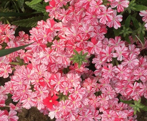 1628987119919985.jpg image.jpg