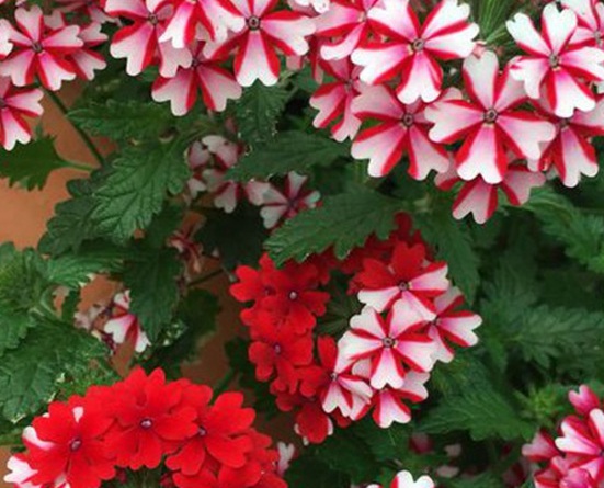 1628987127265353.jpg image.jpg