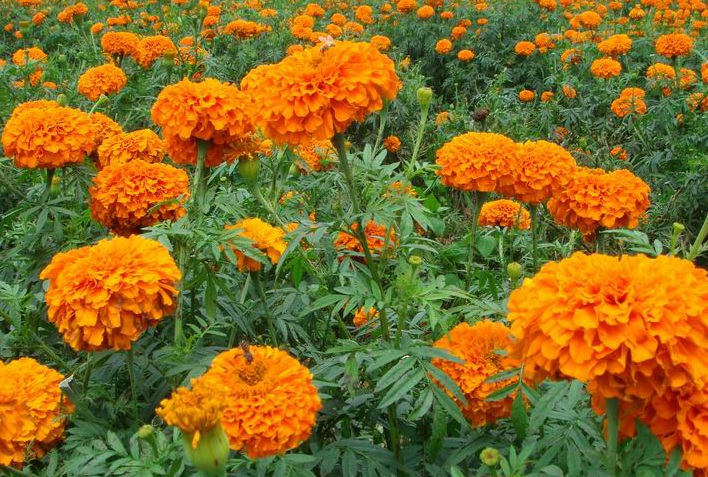 1629015792344888.jpg 萬壽菊3.jpg