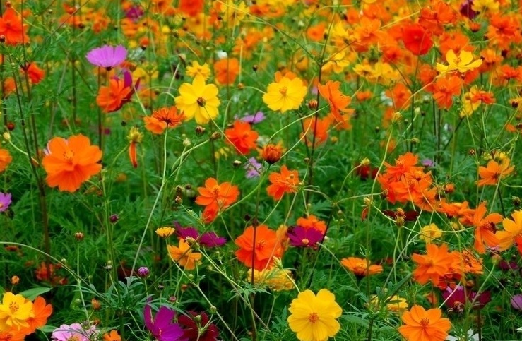 1629016213758153.jpg 波斯菊88888888888888888.jpg