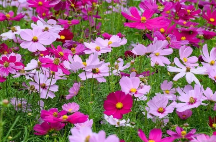 1629016584953252.jpg 波斯菊333.jpg