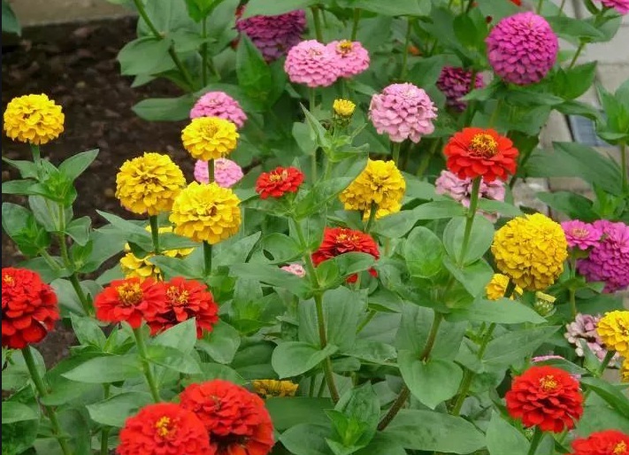 1629017109793639.jpg 百日草1.jpg