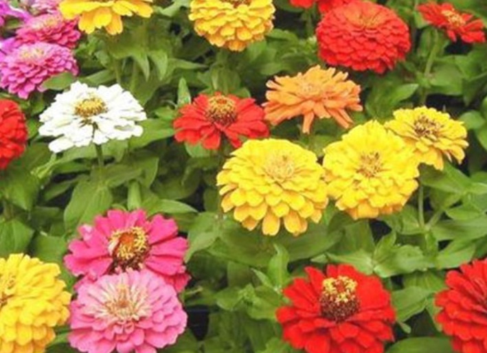 1629017151565211.jpg 百日草3.jpg