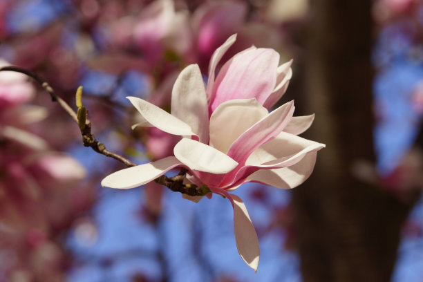 1629028757917958.jpg 00714e99620a82583d95c8b99f8649ca_t019098172ae55e2c41.jpg