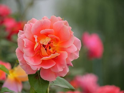 1629028878568831.jpg 1629028878568831.jpg