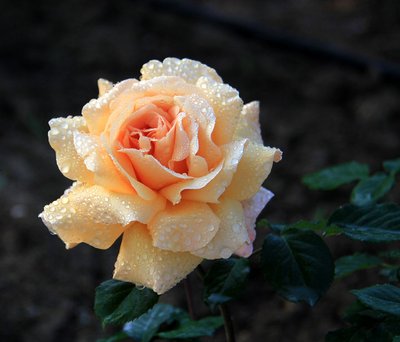 1629028897445742.jpg 1629028897445742.jpg