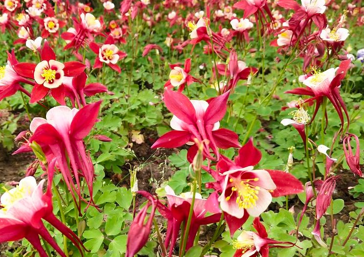 1629036498626653.jpg 耬斗菜222222222222222222222222.jpg