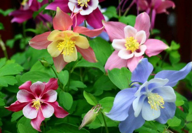 1629036547638531.jpg 耬斗菜33333333333333333333333.jpg