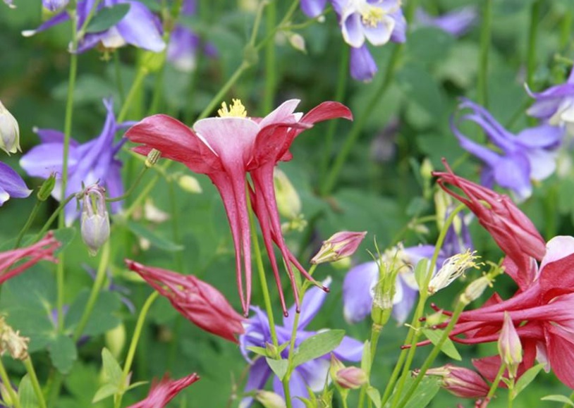 1629036596730618.jpg 耬斗菜22222.jpg