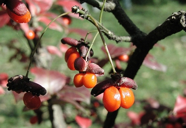 1629037925784605.jpg 為毛1.jpg