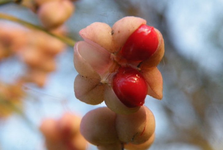 1629037976419705.jpg 為毛2.jpg