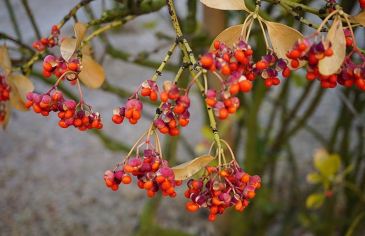 1629038013288603.jpg 為毛3.jpg