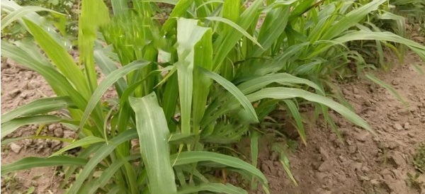 1629098678306696.jpg 1629098675(1).jpg