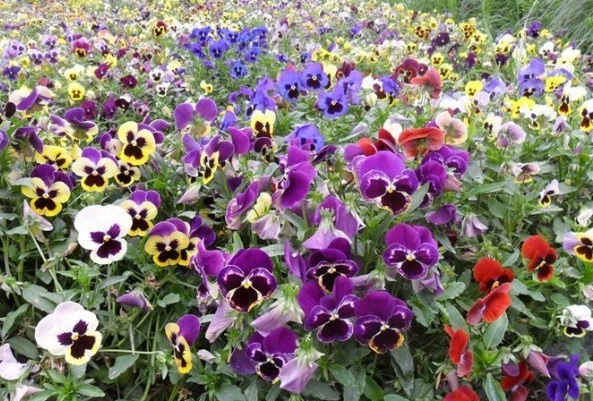 1629098828582285.jpg 1629098824(1).jpg