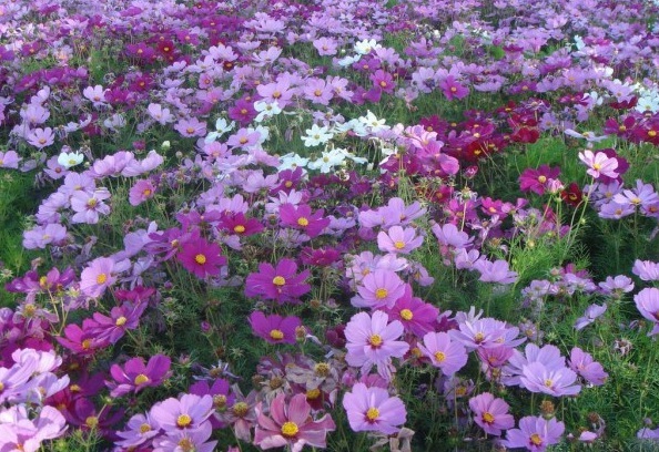 1629098850896009.jpg 1629098843(1).jpg