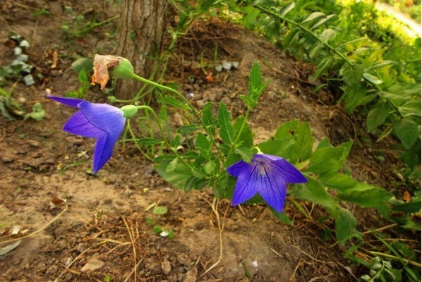 1629099277897650.jpg 1629099270(1).jpg